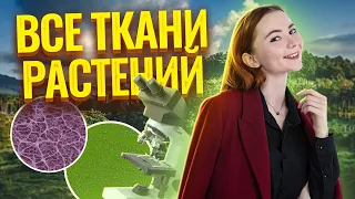 Ткани растений: виды, строение, функции | Биология ЕГЭ Умскул