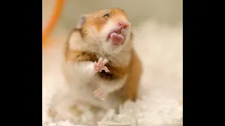 Funny Hamsters Videos Compilation #2  Funny and Cute Moment of the hamsters #animals #cute