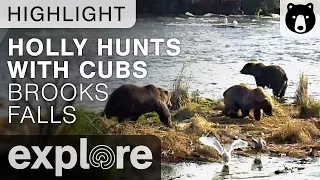 Bear Catches Salmon for Cubs - Brown Bear Live Cam Highlight 10/06/017