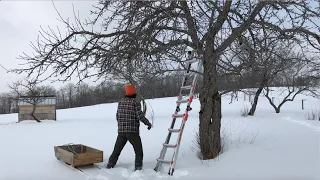 Pruning the Apple Orchard