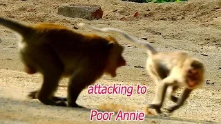 Oh..OMG..!! Very pity poor macaque Annie and other baby was threatened and bitten by Strong man