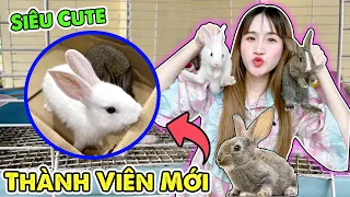 Chị Vê Đón 2 Bé Thỏ Mini Siêu Cute Về Nhà Nuôi - Vê Vê Channel