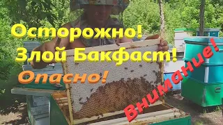 ПЧЁЛЫ БАКФАСТ В35 СКОЛЬКО МЕДА В УЛЬЯХ В ПЛОХОЙ СЕЗОН! Медогонка самодельная поворотная с приводом!