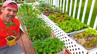 BEST WAY to Start a Vegetable GARDEN from SEED in containers or raised beds patio grow food at home