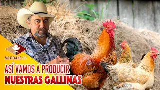 NO HAY GALLINAS hay que hacerlas nosotros