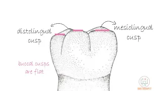 Permanent Mandibular 1st molar [Part 1]