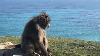 wild baboon at cape of good hope