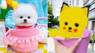 Cute Pomeranian Puppies Doing Funny Things #20 🐶😅 Cute and Funny Dogs 2024