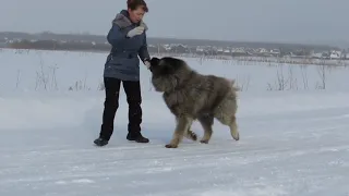 КАВКАЗСКАЯ ОВЧАРКА. Енисейский Медведь Дакар  вл. Леготина Оксана, г.Новосибирск