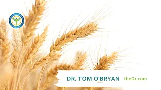 Wheat Causes Intestinal Permeability in Every Human with Dr. Alessio Fasano and Dr. Tom O'Bryan