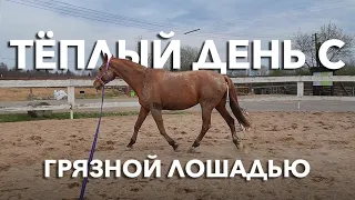 Размеренный день на конюшне