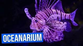 Aquarium (Oceanarium) de Lisbonne |  Aquarium Lisbon | Oceanário de Lisboa