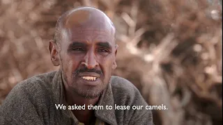 Somali Camel Leasing Experiences