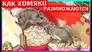 Китайские хомяки опять поженились / Когда Хомячата? / Alisa Easy Pets