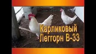 Карликовый Леггорн В 33 - описание породы, ее преимущества | мой уютный дом