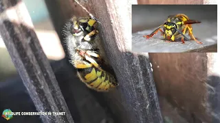 Hibernating Queen Wasp