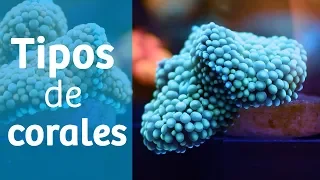 Acuario marino · Tipos de corales 🌸