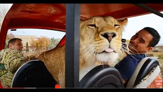 Львица автомобилист КАТАЕТСЯ на МАШИНКЕ! Lioness rides a car!