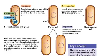 Chapter 8- Microbial Genetics