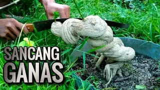 Plintir Akar Bonsai Sancang