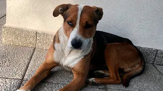 ENCONTRAMOS UN PERRITO ABANDONADO EN LA CALLE...