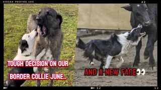 Tough decision on our herding border collie June and a new face on the farm