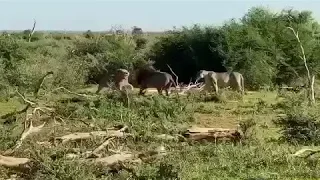 Lion Fight- Chimro male vs Addo male South Africa