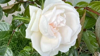LIVE garden tour | David Austin Roses | Japanese Acers | Clematis | Wisteria | Trees | Perennials