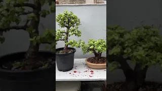 My Jade Bonsai Collection (dwarf jade) #shorts #youtubeshorts #trending