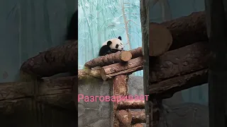 Панде Катюше 8 месяцев. Любимая красавица 🐼 музыка А.Рыбников Московский зоопарк 💐💐💐