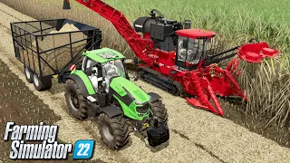 Koszenie trzciny cukrowej - Farming Simulator 22 | #43