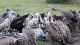 ZEBRA VS VULTURES & HIPPO VS CROCODILE // Mara river at Serengeti National Park