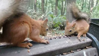 Белки пришли поесть орешков и Ушастик тоже пришёл / Squirrels eat nuts