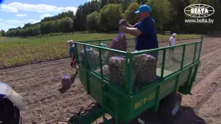 Лукашенко собирает картофель и арбузы в Белоруссии.