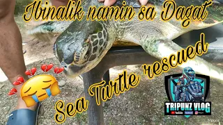 Pawikan/ Sea Turtle ll Ibinalik sa Dagat ll Totoo palang umiiyak🥲