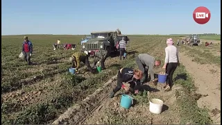 На Слонимщине к успешному колхозу присоединили убыточный. Что будет с КСУП "Имени Дзержинского"?