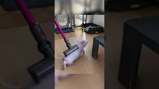 Piglet Enjoys Massage!