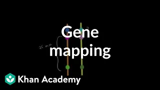 Gene mapping | Biomolecules | MCAT | Khan Academy