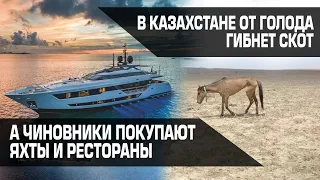 В Казахстане от голода гибнет скот, а чиновники покупают яхты и рестораны / СВОИМИ СЛОВАМИ