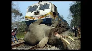 ACCIDENT BY TRAIN 🚉 WHO IS RESPONSIBLE FOR THIS   ANIMAL THAT HIT BY TRAIN VERY SAD  😢😥