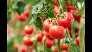 Nõuandeid tomatite ettekasvatmiseks