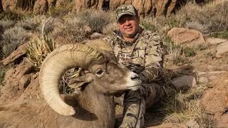 185" Giant Nelsoni Desert Bighorn Sheep