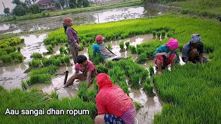Aau sangai dhan ropum 😁😅...by bangdada-vlog #dhanropai #farmer #afterlongtime #vlog #support #kisan