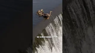 This duckling fell down a waterfall so its mom did this ❤️