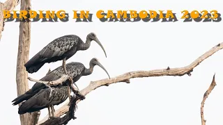 Birding in Cambodia 2023