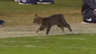 Animal Interference in Football | Part 2