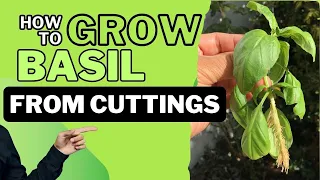 From CUTTINGS to COOKING: How to Easily PROPAGATE BASIL from CUTTINGS at HOME - Beginners Guide!