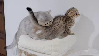 The big brother cat bite the kitten's butt to prevent it from doing something dangerous.