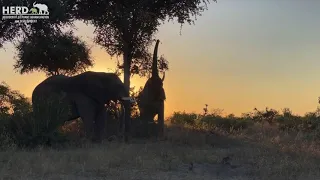 A Beautiful African Sunset with elephants, Sebakwe & Somopane (and a cameo by Jabulani)