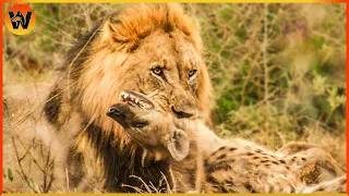 15 Crazy Moments! Injured Hyena Fights Wild Animals | Animal World